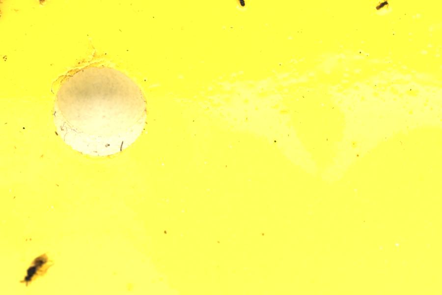 Image 10